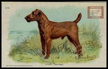 24 Irish Terrier